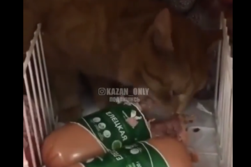 Видео с рыжим котом