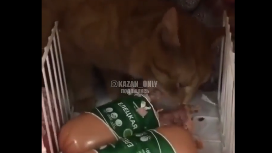 Видео с рыжим котом