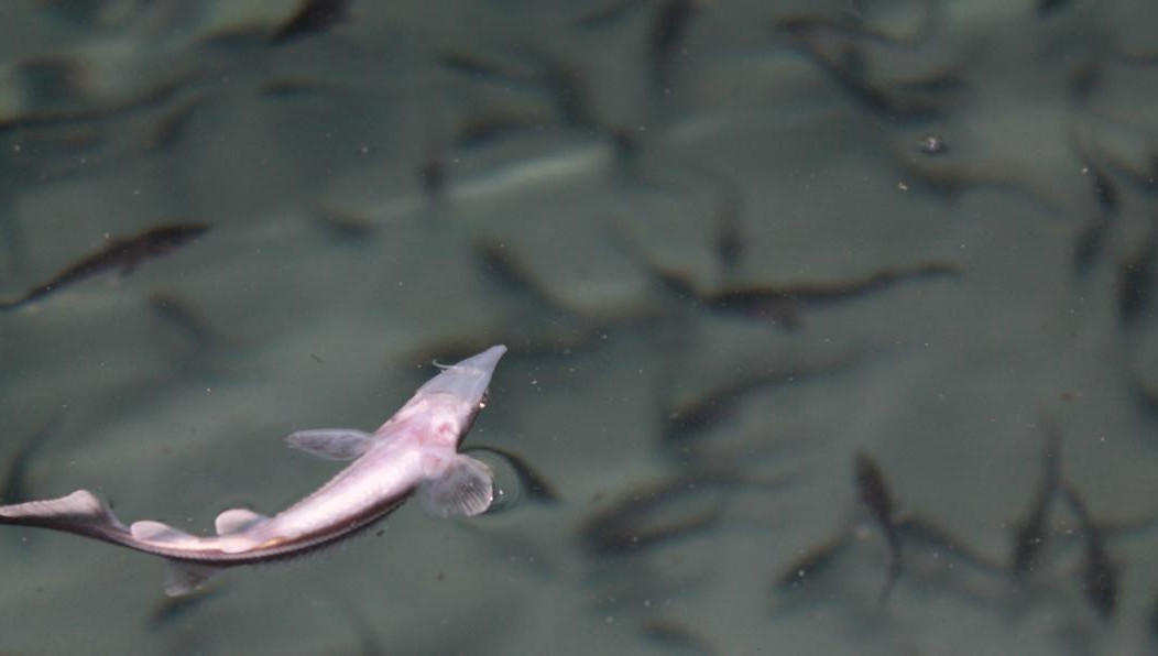 Зарыбление организовали в селе Бетьки.