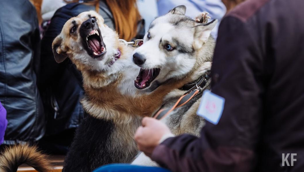 В госпитале ей тут же вкололи антирабическую вакцину против бешенства.