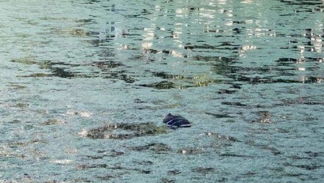 Специалисты отмечают