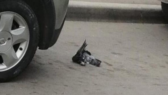 Педагог прислала ребятам фотографию мертвой птицы.
