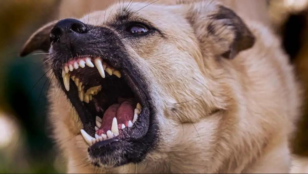 Инцидент попал на камеру регистратора.