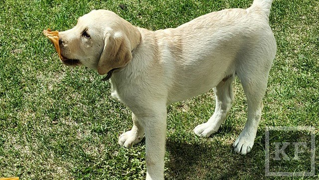 Глава Татарстана Рустам Минниханов в Instagram опубликовал снимки своей собаки. Это уже не первые фотографии щенка — впервые подобный снимок он опубликовал еще