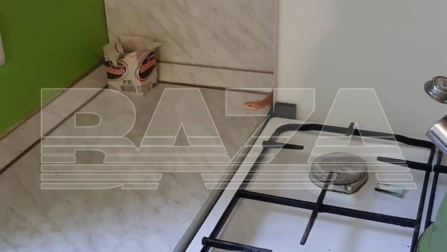 Рептилия забралась в духовку.