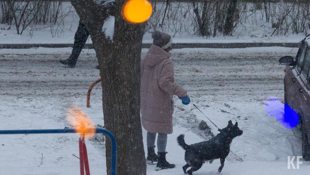 На стерилизацию собаки потратят 1000 рублей.