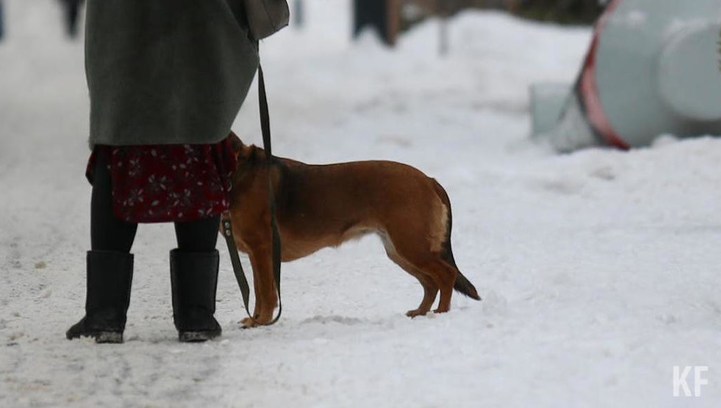 Правила не касаются правоотношений по содержанию и использованию служебных животных