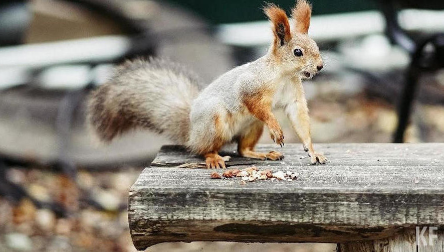 Любимым лакомством для белки зимой является сало.