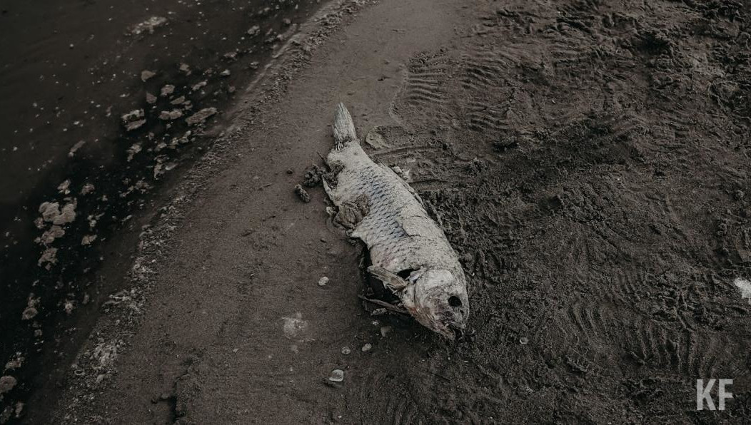 Инспекторы не нашли нарушения законодательства по охране природы.