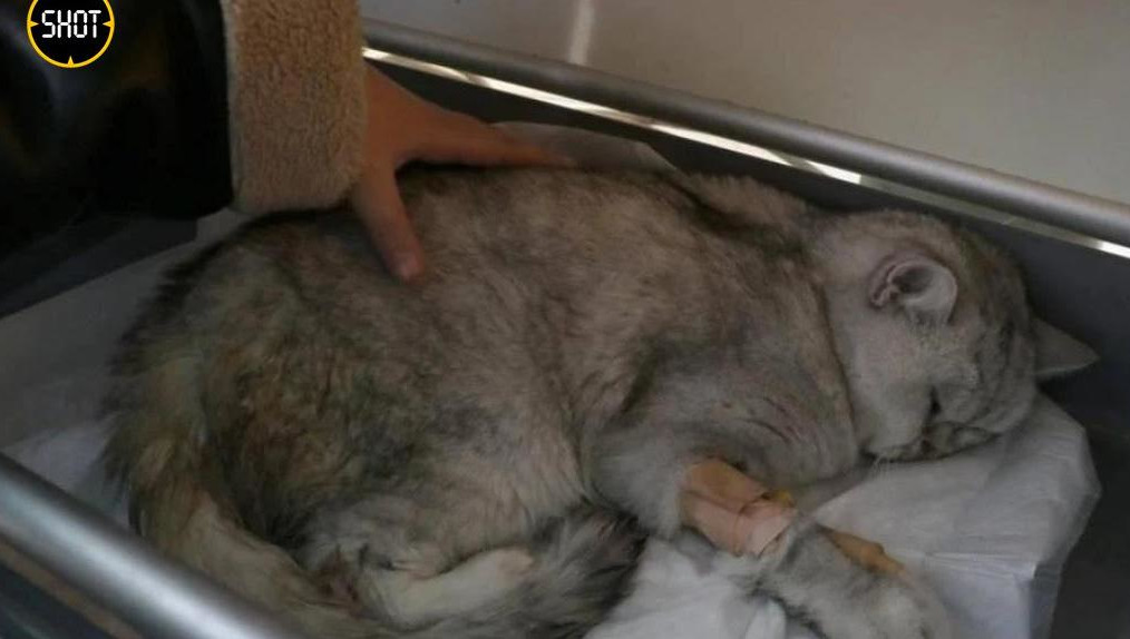 Ветеринары зафиксировали у усатого сильное обезвоживание и перелом нескольких лап.