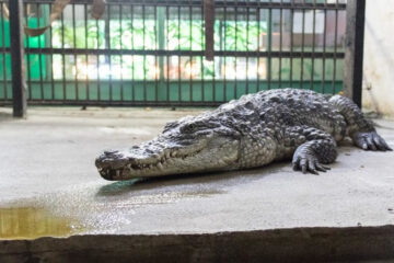 Крокодилов вылавливали руками.
