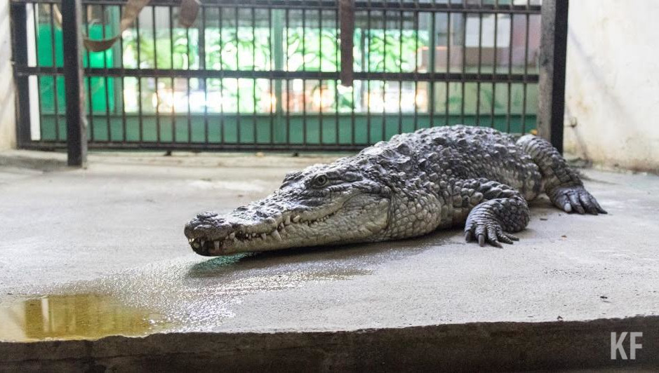 Крокодилов вылавливали руками.