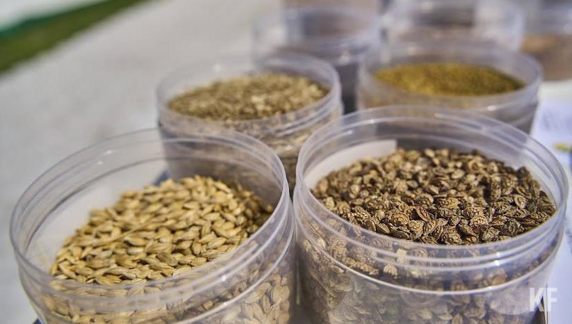 Наибольшее значение удели сбору семечек хвойных и лиственных пород.