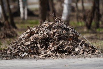 Предстоит очистить территории&nbsp;лесного фонда от твердых коммунальных отходов