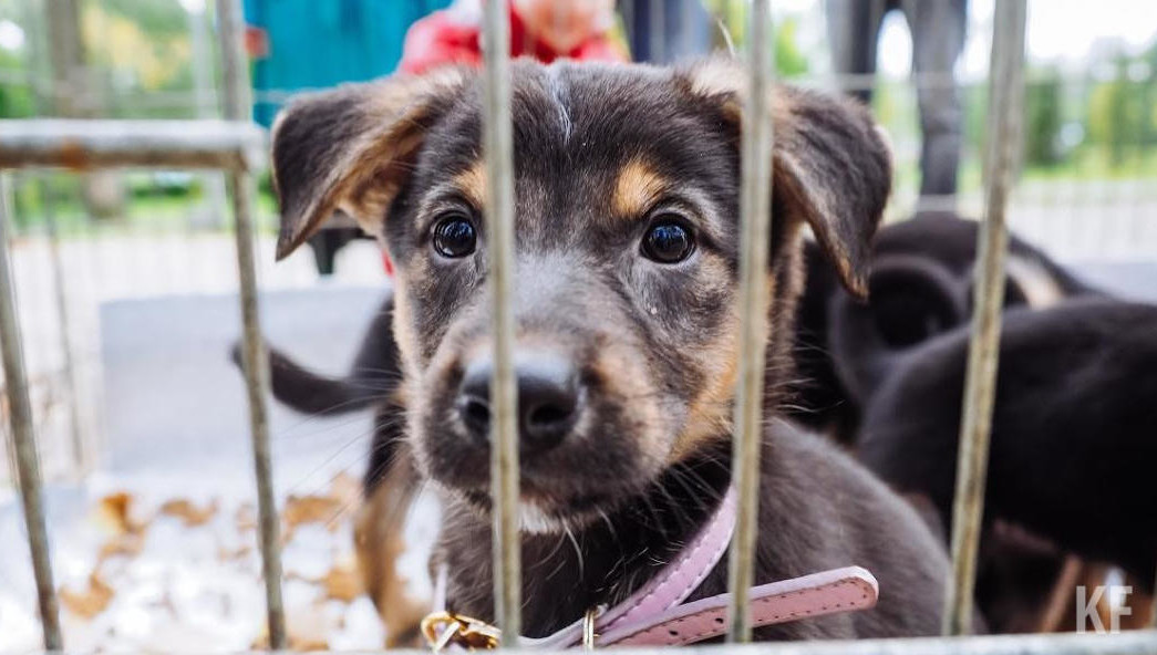 В настоящий момент в приюте проживает 371 собака.