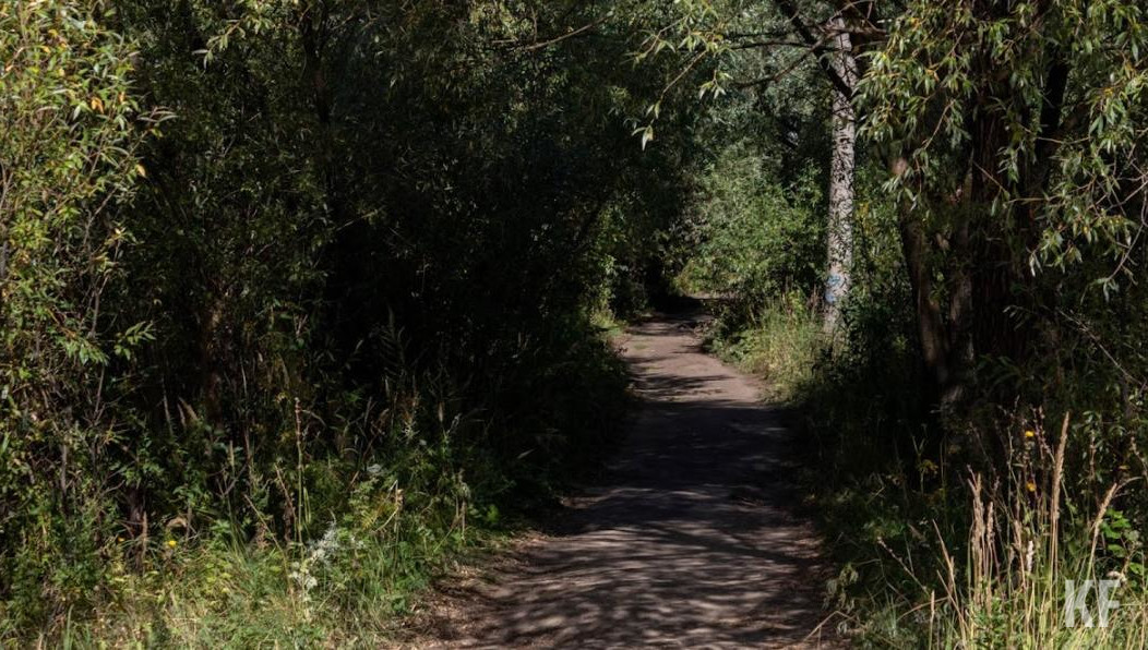 Для этого в РТ вырастили 33 миллиона штук стандартного посадочного материала.