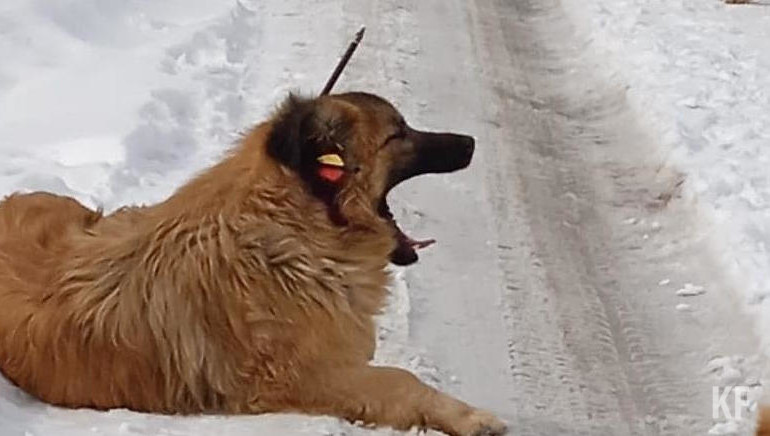 Попытки найти ей хозяев не увенчались успехом.
