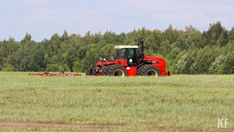 Из зерновых осталась кукуруза.