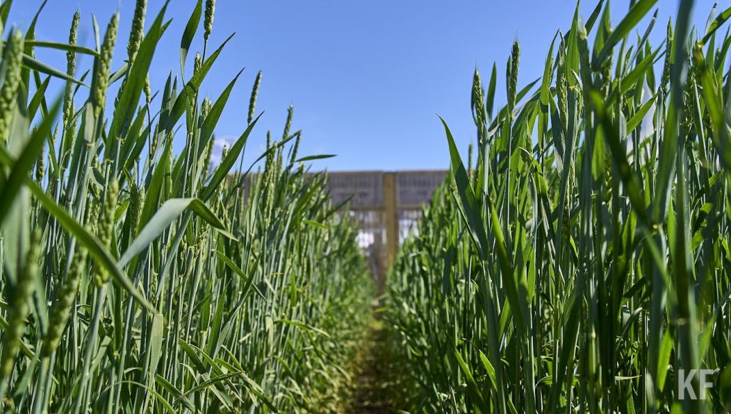 Глава Альметьевского района поделился