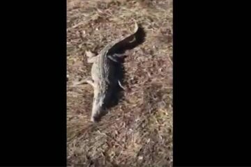 Мертвого крокодила нашли жители села Татарский Сарсаз Чистопольского района.