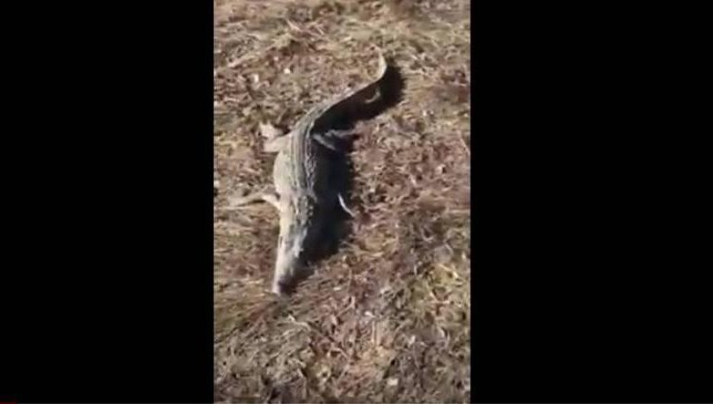 Мертвого крокодила нашли жители села Татарский Сарсаз Чистопольского района.