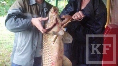 Рыбак из Лениногорска выловил 105-сантиметрового сазана