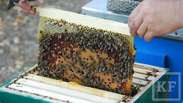Более 30 ульев арестовали судебные приставы у пчеловода из Муслюмовского района Татарстана