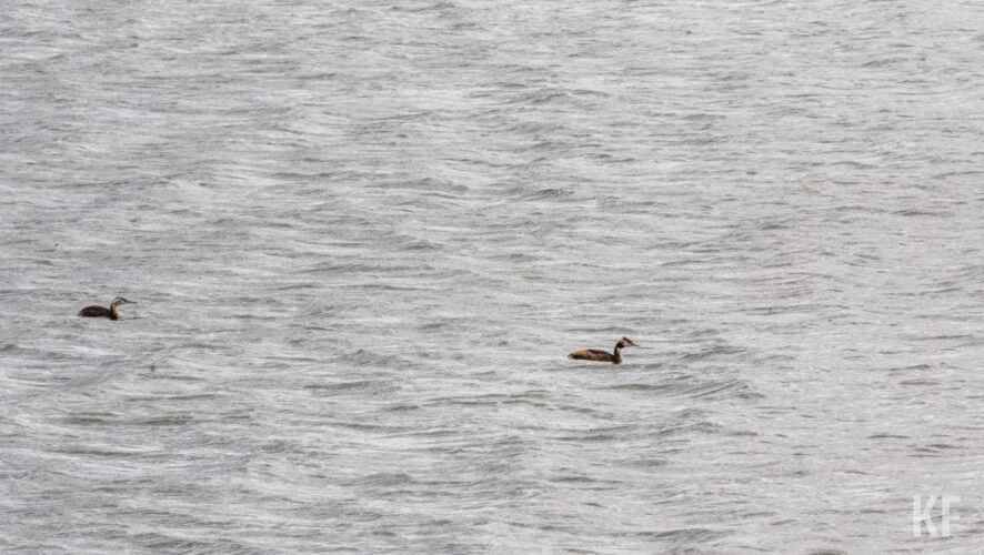 Это делают для предотвращения гибели рыбы.