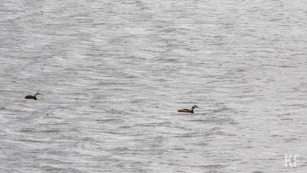 Это делают для предотвращения гибели рыбы.