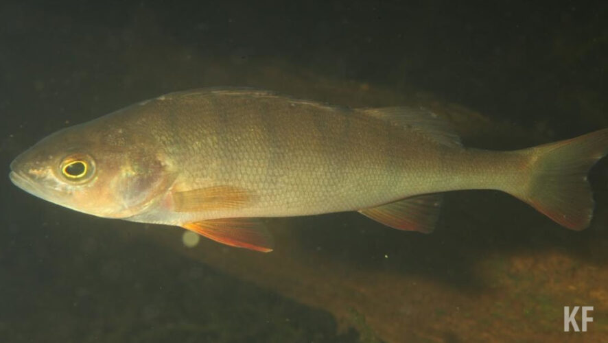 Они ловили рыбу в особо охраняемой природной зоне.