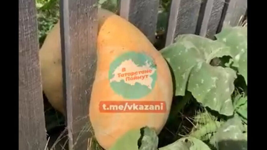 Овощ странной формы рассмешил жителей республики.