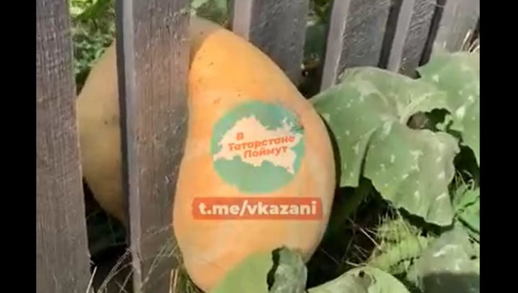Овощ странной формы рассмешил жителей республики.