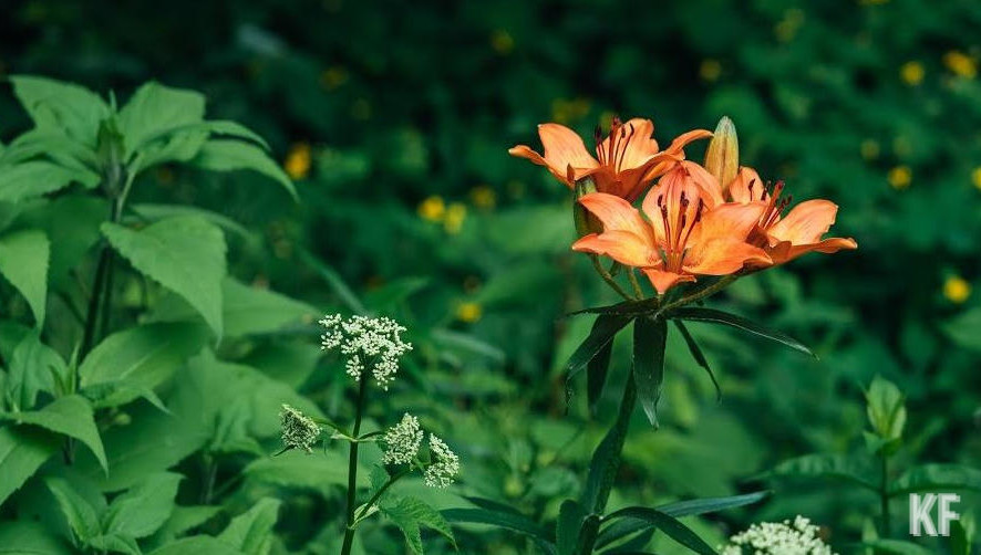Работы пройдут в жилых массивах «Царицыно» и «Кульсеитово».