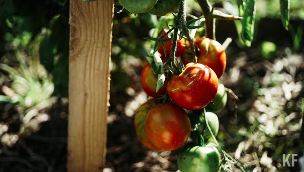 Под кронами деревьев для улучшения структуры почвы можно посеять люпин или горчицу.