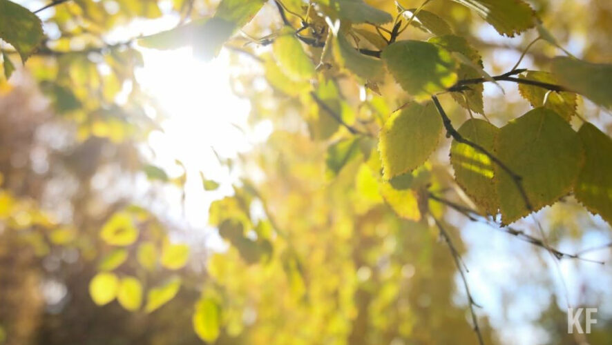 Сажать растения будет &laquo;Горводзеленхоз&raquo;.