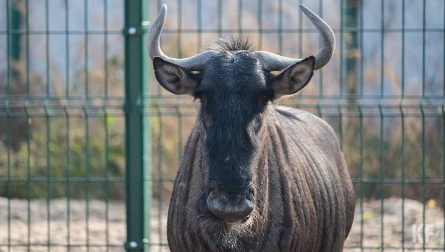 Конкурс на самую обаятельную Зорьку проводят первый раз.
