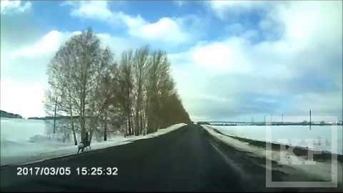 Бег наперегонки с автомобилем устроила на трассе в Татарстане косуля. Видео с места забега очевидцы опубликовали в соцсетях. По данным автора ролика
