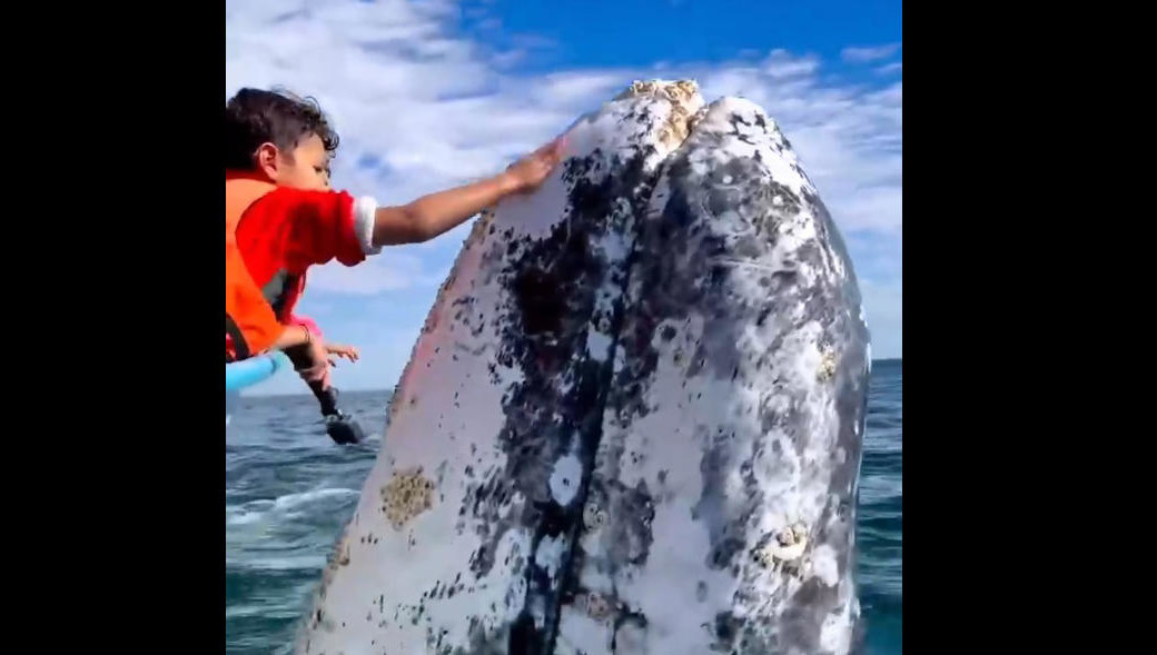 Морские млекопитающие миролюбивы к людям и дают себя гладить.