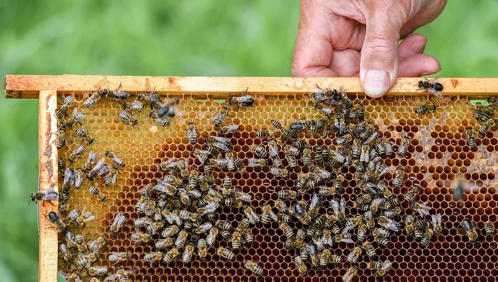 Власти республики пообещали