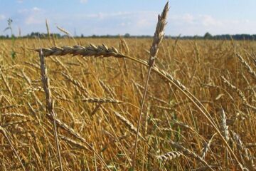 Уборку пшеницы в Татарстане планируют закончить в августе.