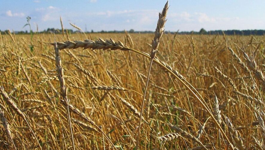 Уборку пшеницы в Татарстане планируют закончить в августе.