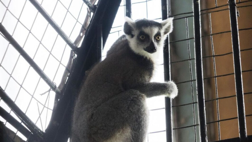 Зоопарк поделился роликом