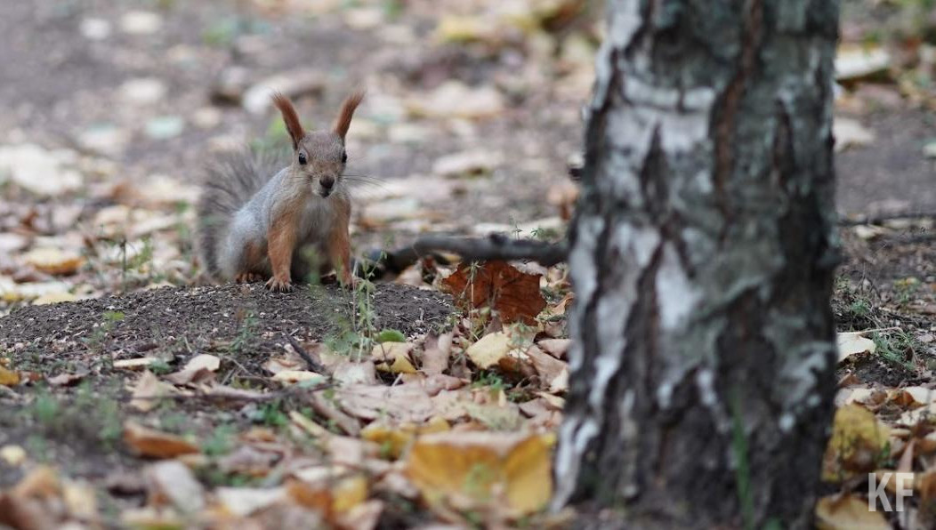 Люди не дают животным ни попить
