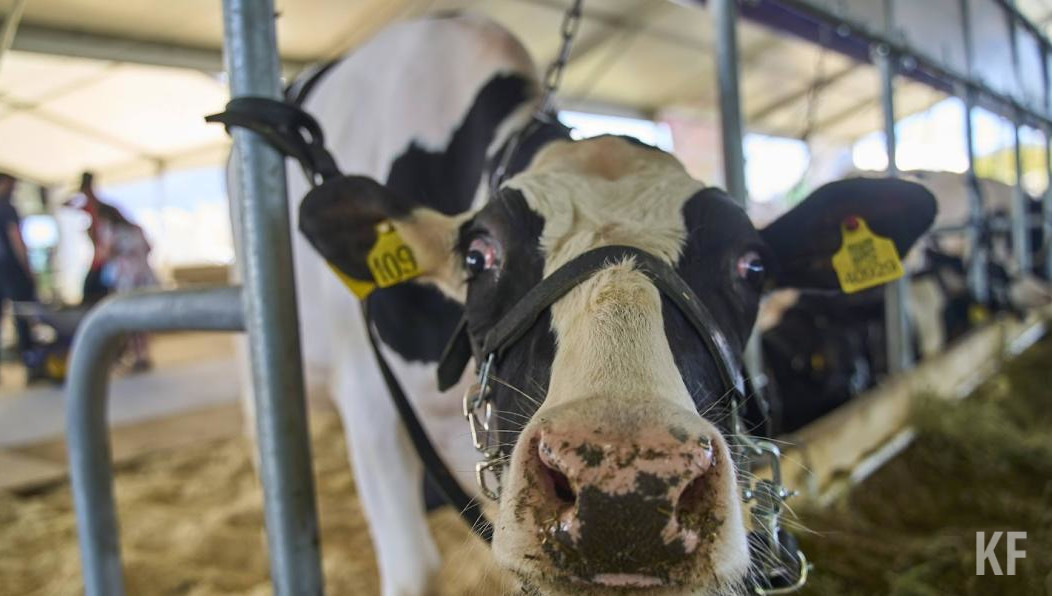 В регионе работают 18 свиноводческих предприятий