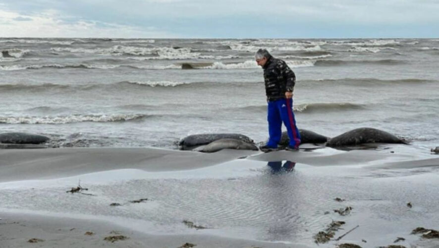 Пробы тел краснокнижных животных отправили на исследование в Москву и Астрахань.