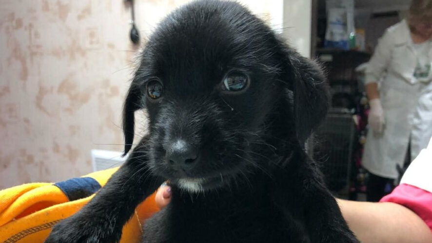 Неизвестные выбросили животных