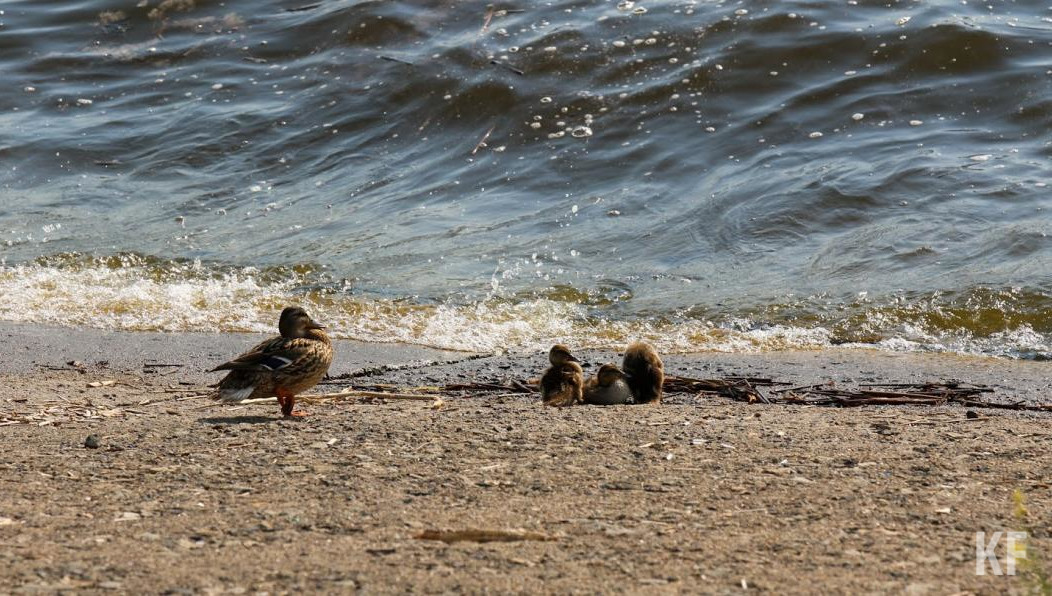 Птицы не могут лететь