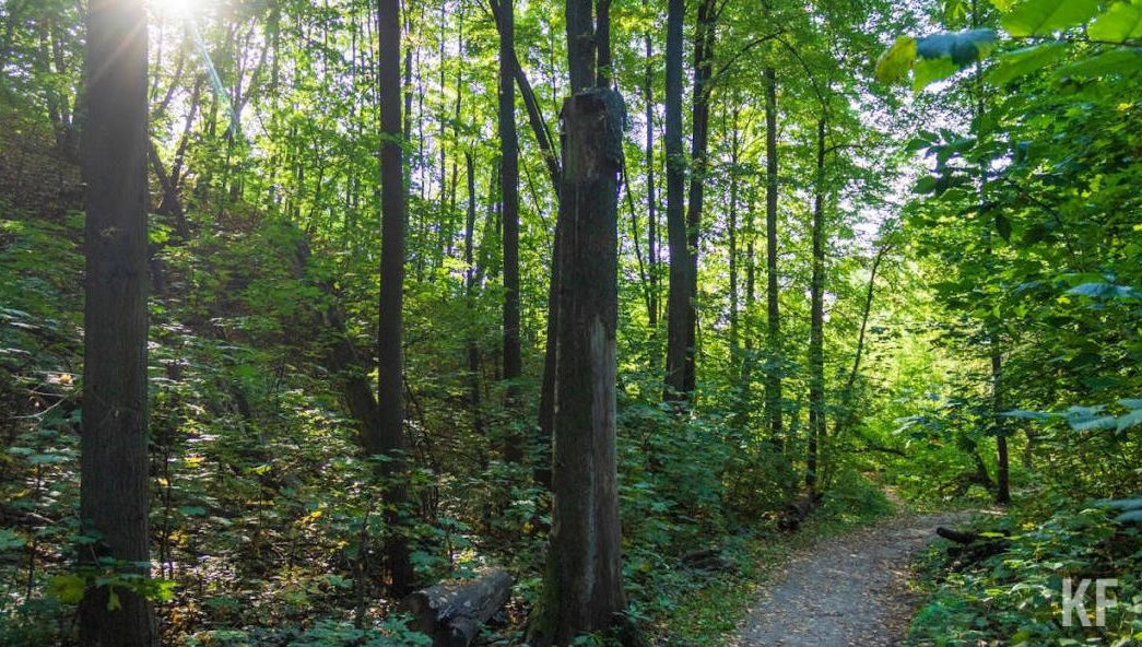 В 2021 году в ее рамках посадили 1