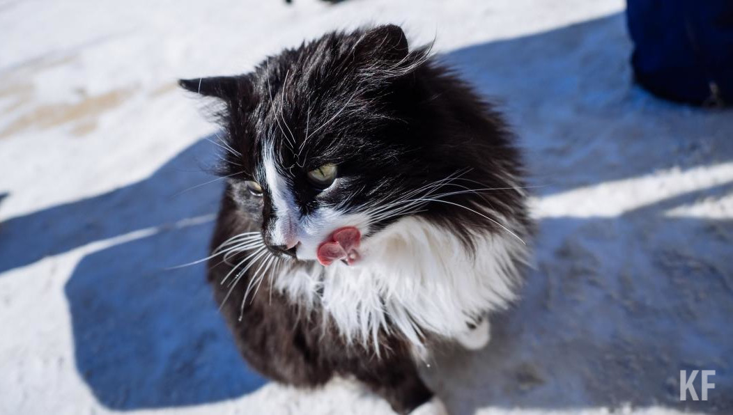 Соответствующий тендер появился на сайте госзакупок.