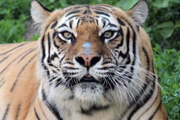 Тигрица умерла в своем вольере на глазах у посетителей.